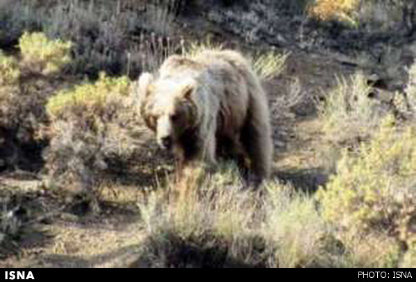 خرس عظیم الجثه در گیلان+عکس