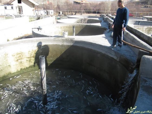 ۴۰تن ماهی درفیروزکوه تلف شد+تصاویر