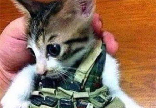 عکس/ گربه انتحاری داعش