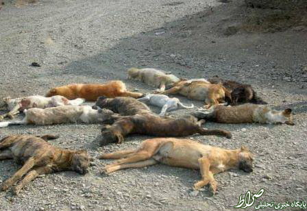 سگ‌کشی گسترده در تبریز! +عکس