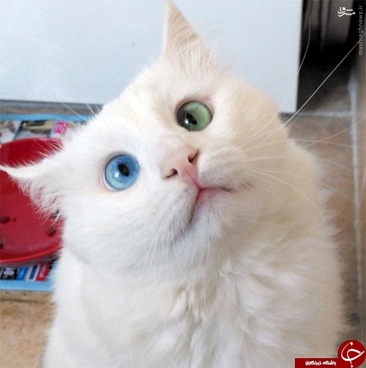 عکس/ گربه‌ای با چشمان دو رنگ