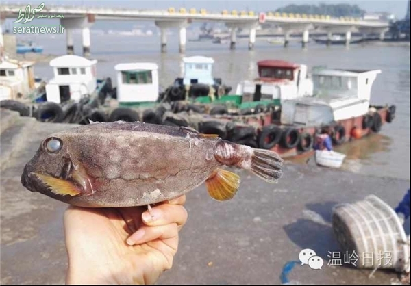 صید ماهی با ظاهر عجیب +عکس