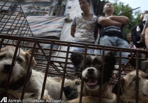 ۱۱میلیون امضا برای پایان سگ‌خوری +عکس