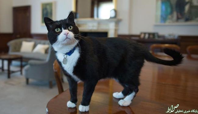 گربۀ وزارت‌خارجه جاسوس نیست!+عکس