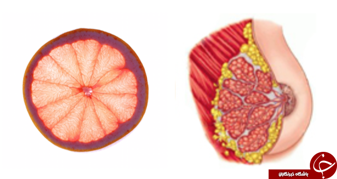 این میوه ها درست شکل اعضای بدنتان هستند + تصاویر