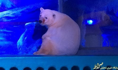 غمگین‌ترین خرس قطبی جهان +عکس