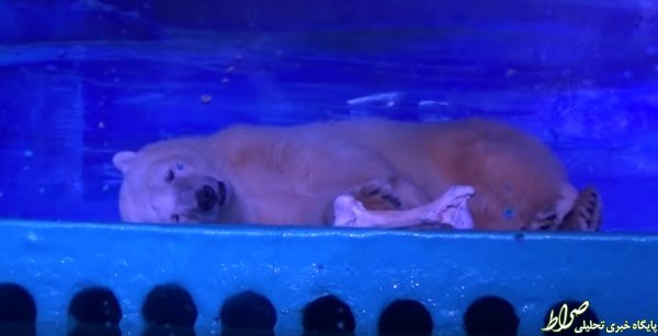 غمگین‌ترین خرس قطبی جهان +عکس