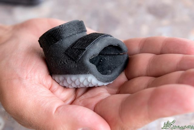 ساخت کفش برای پنگوئن معلول +تصاویر