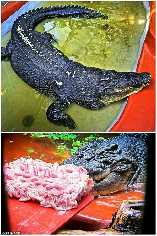 عکس/کیک تولد گوشتی تمساح!