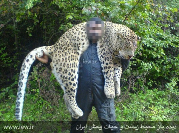 حکم قاتل پلنگ سوادکوه صادر شد +عکس