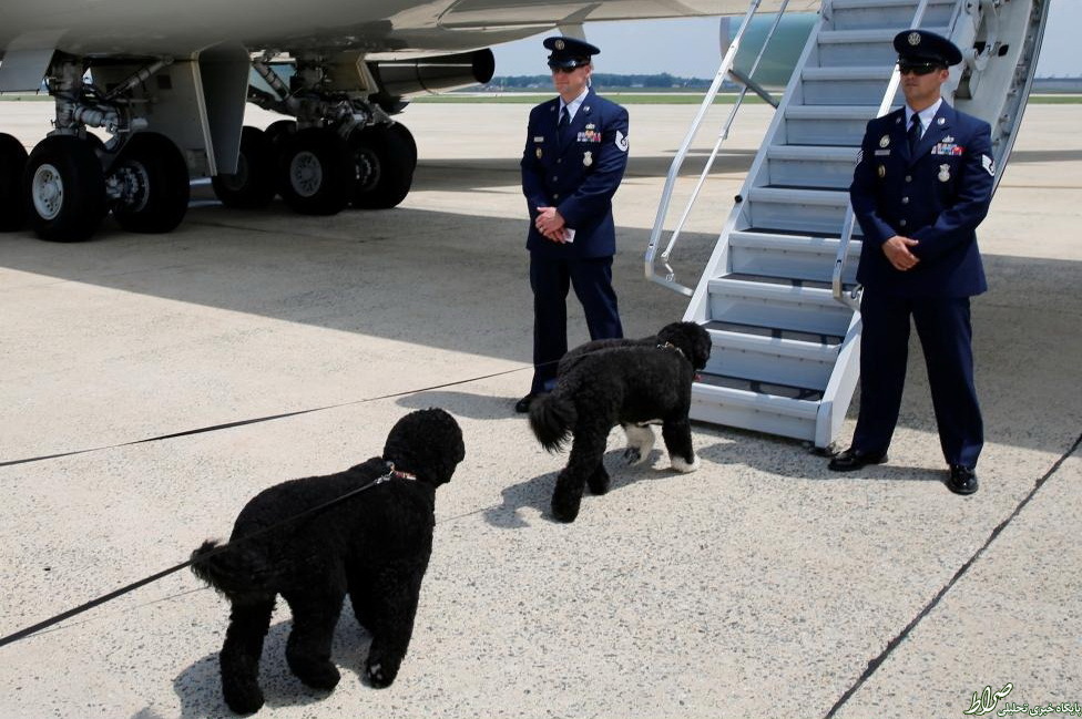 عکس/ سگ های اوباما در حال سوار شدن به هواپیما