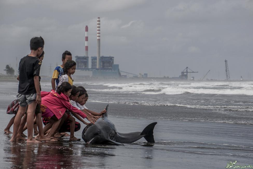 عکس/کمک کودکان به دلفین گرفتار در ساحل