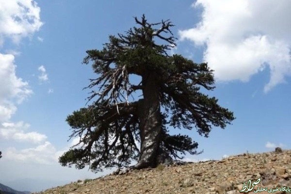کشف پیرترین درخت اروپا +عکس