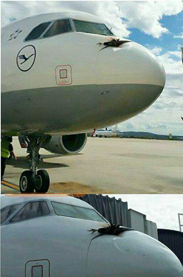 عکس/برخورد هواپیما با کرکس