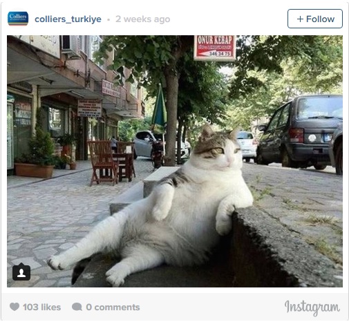 مجسمۀ یک گربه مشهور در استانبول! +عکس
