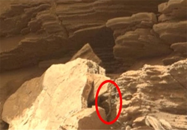 کشف موجود زنده شبیه مار در کره مریخ+تصاویر