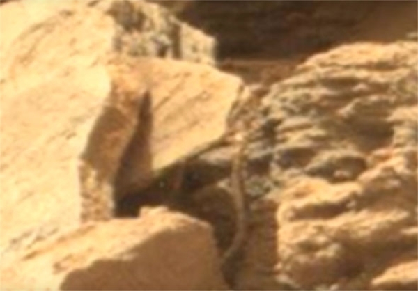 کشف موجود زنده شبیه مار در کره مریخ+تصاویر