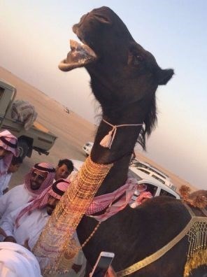 آرزوی جوانان عربستان برای ازدواج با شتر+عکس