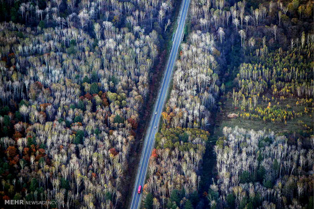 عکس/نمای هوایی از جنگل پاییزی