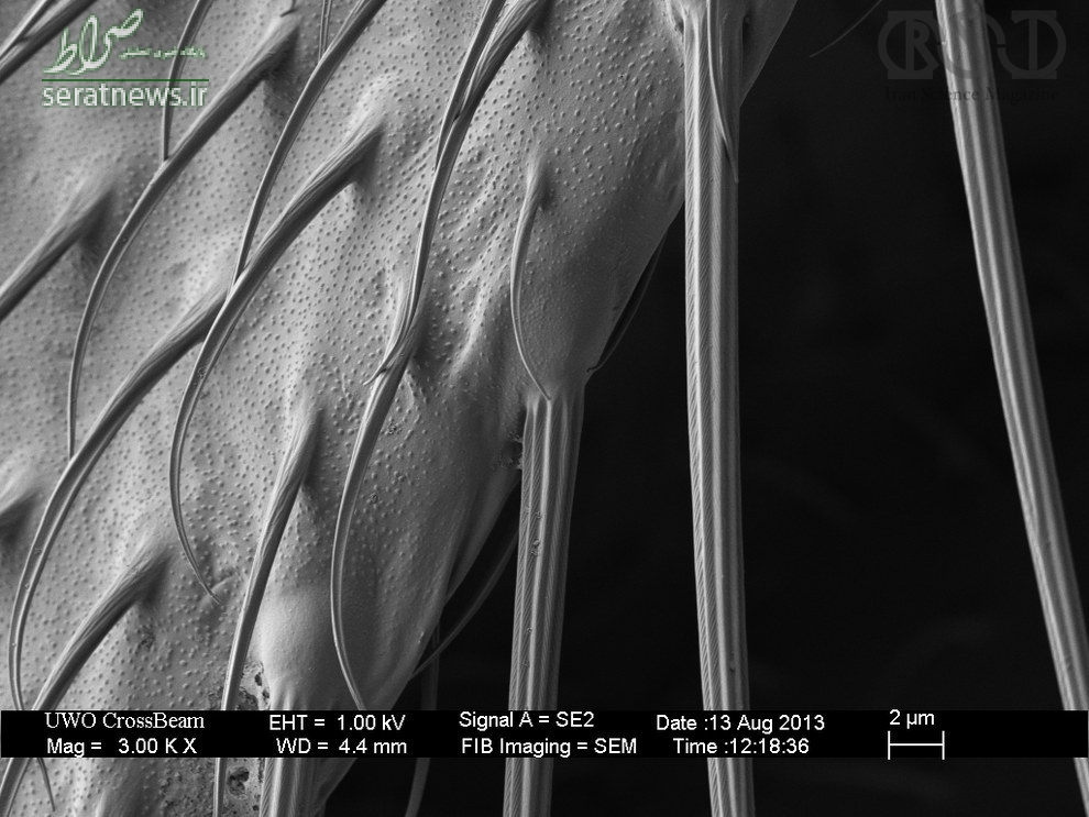 عکس/پای مگس در زیر میکروسکوپ