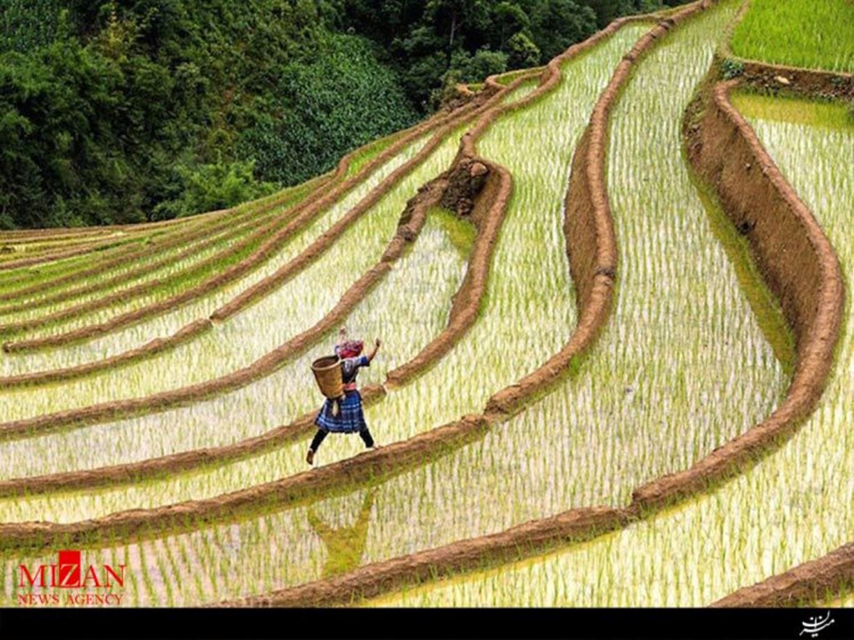 تصویری زیبا از شالیزارهای ویتنام