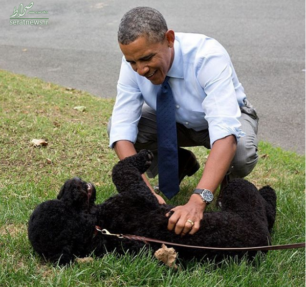عکس/اوباما و سگش در حال بازی