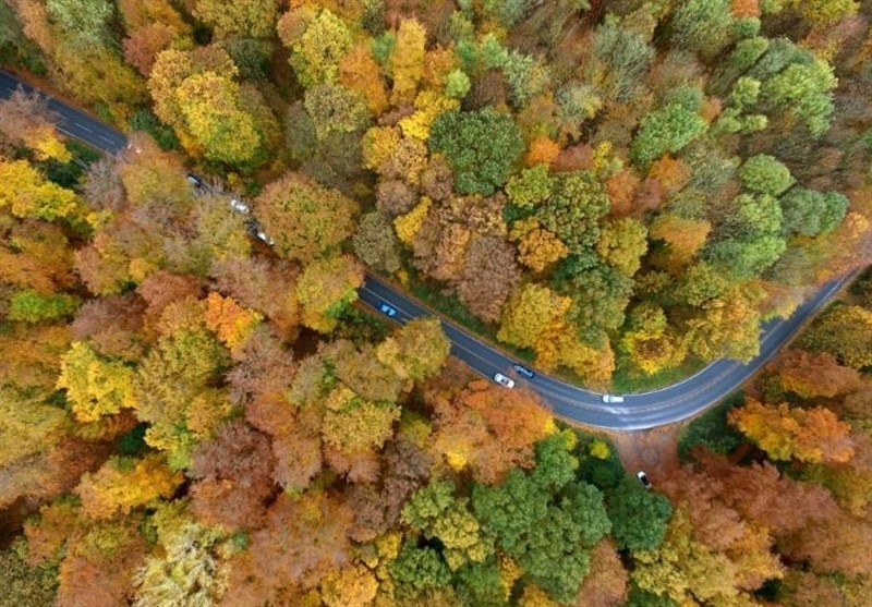 تصویری زیبا از جاده پاییزی در آلمان