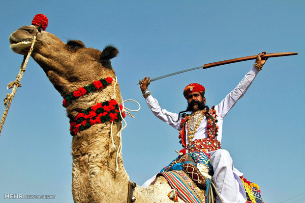 عکس/مراسم سنتی نمایش شترها در هند