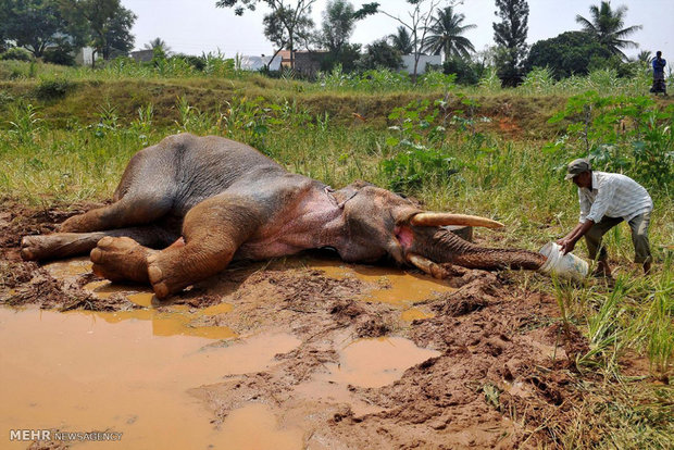 عکس/کمک نگهبان جنگل به فیل مجروح