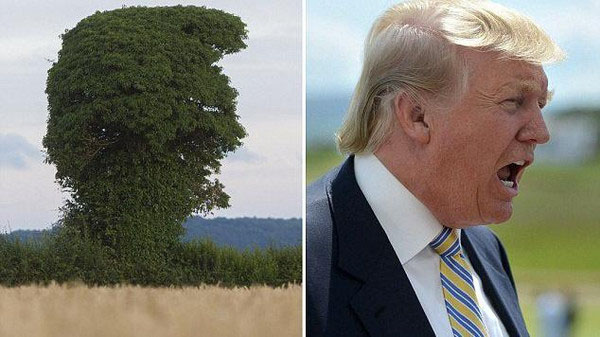 شباهت عجیب ترامپ با یک درخت+تصاویر