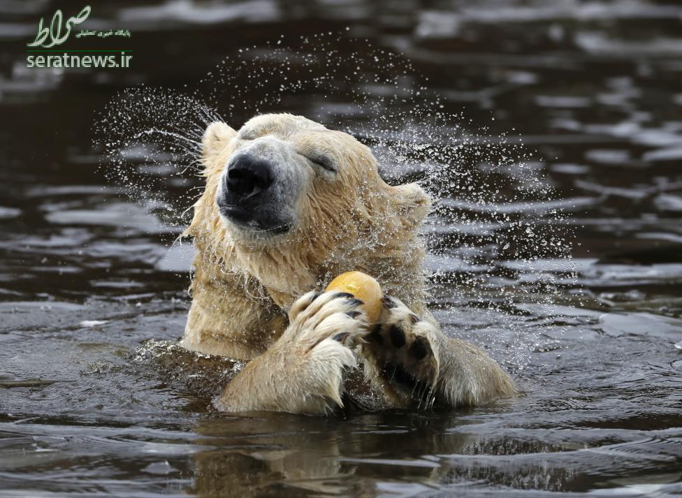 صحنه ای جالب از یک خرس قطبی هفت ساله