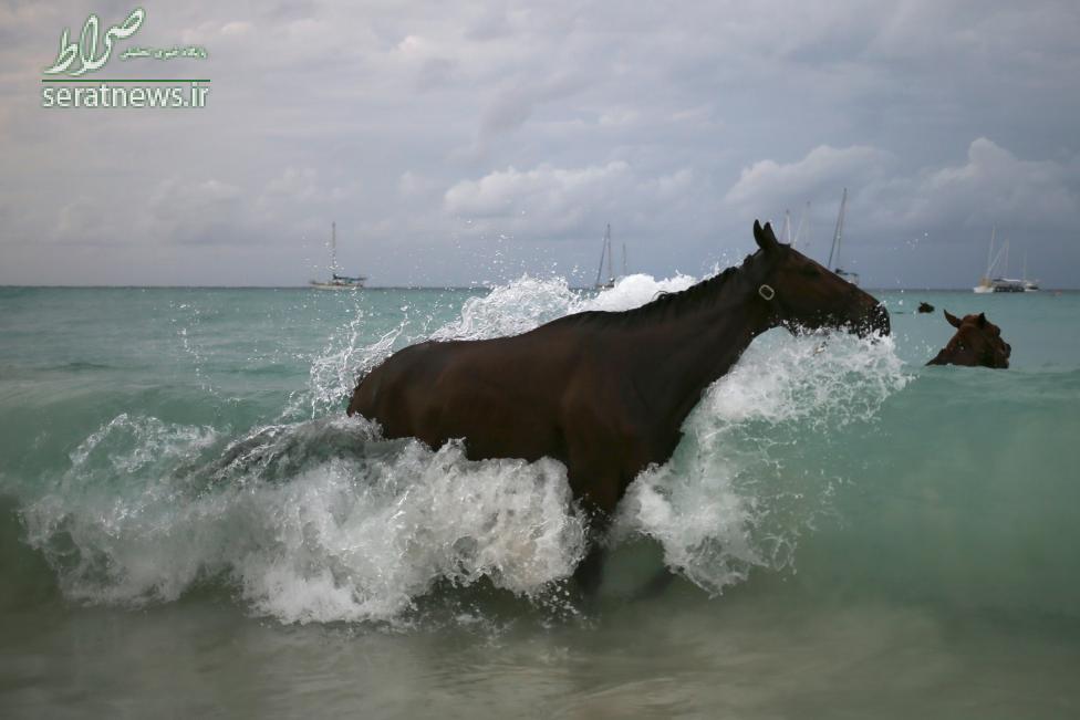 تصاویر/آماده سازی اسب ها برای مسابقات دریا