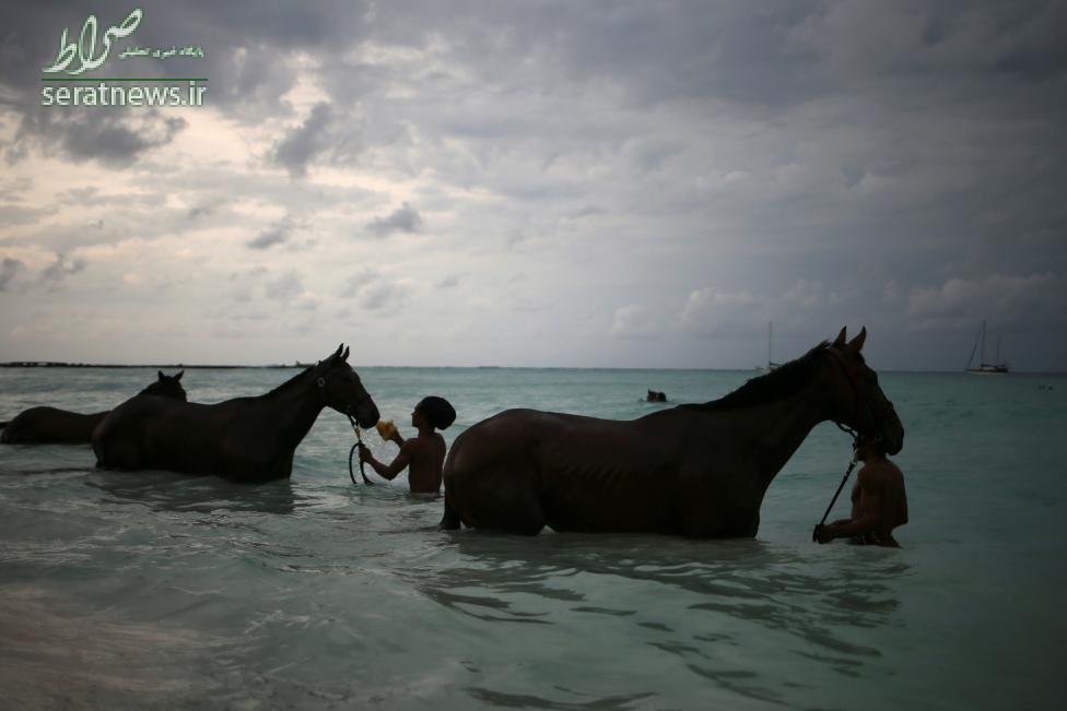تصاویر/آماده سازی اسب ها برای مسابقات دریا