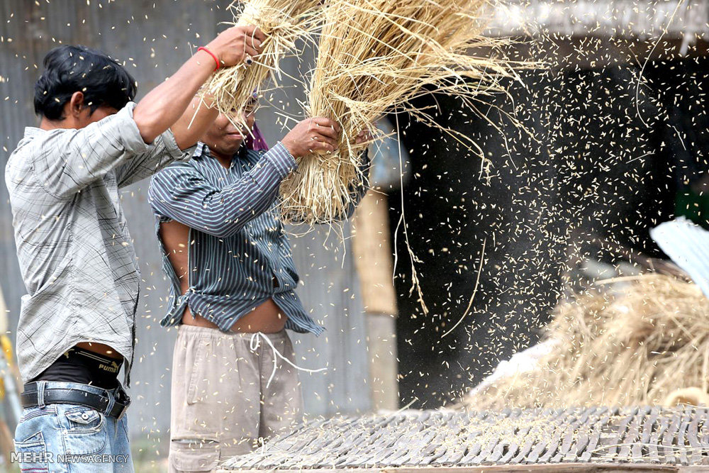 عکس/فصل برداشت برنج