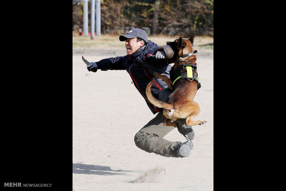 عکس/تمرین آموزشی سگ های پلیس