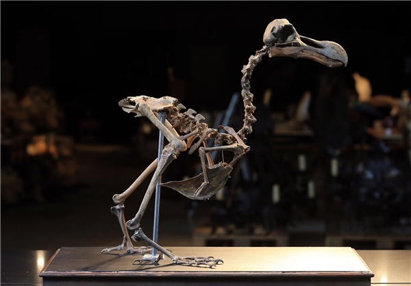 فروش استخوان‌های یک پرنده به قیمت 280 هزار پوند+تصاویر