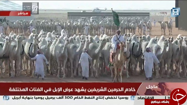 سان دیدن پادشاه عربستان در جشنواره شتر +تصاویر