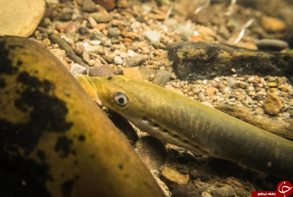 پیدا شدن ماهی عجیب خون آشام +تصاویر