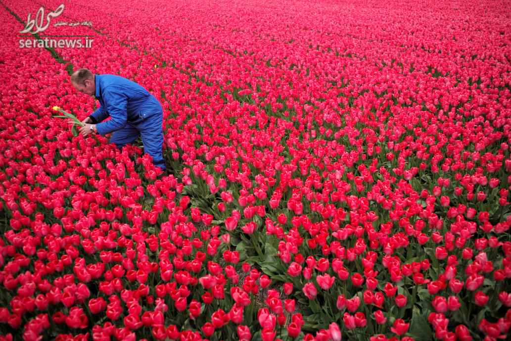 یک کشاورز در دشتی از گل های لاله در هلند