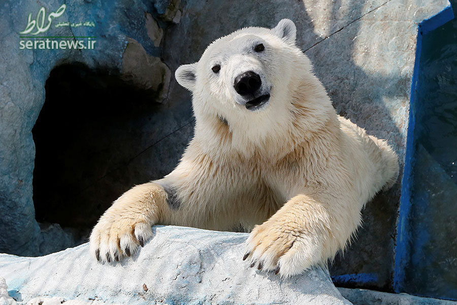یک خرس قطبی در باغ وحشی در کراسنویارسک روسیه