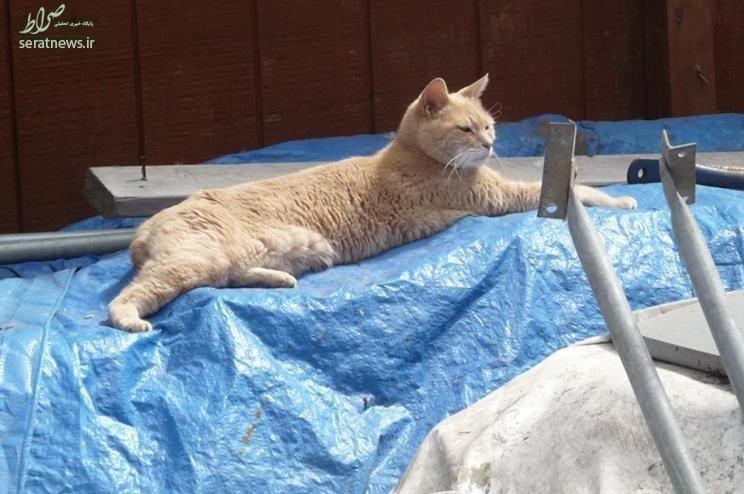 گربه‌‌ای که شهردار بود درگذشت +عکس