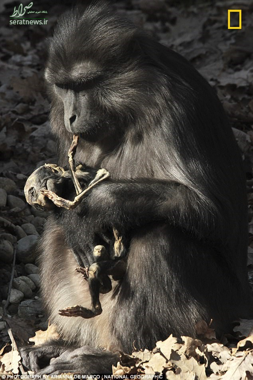 میمون عزادار جنازه بچه‌اش را خورد! +عکس