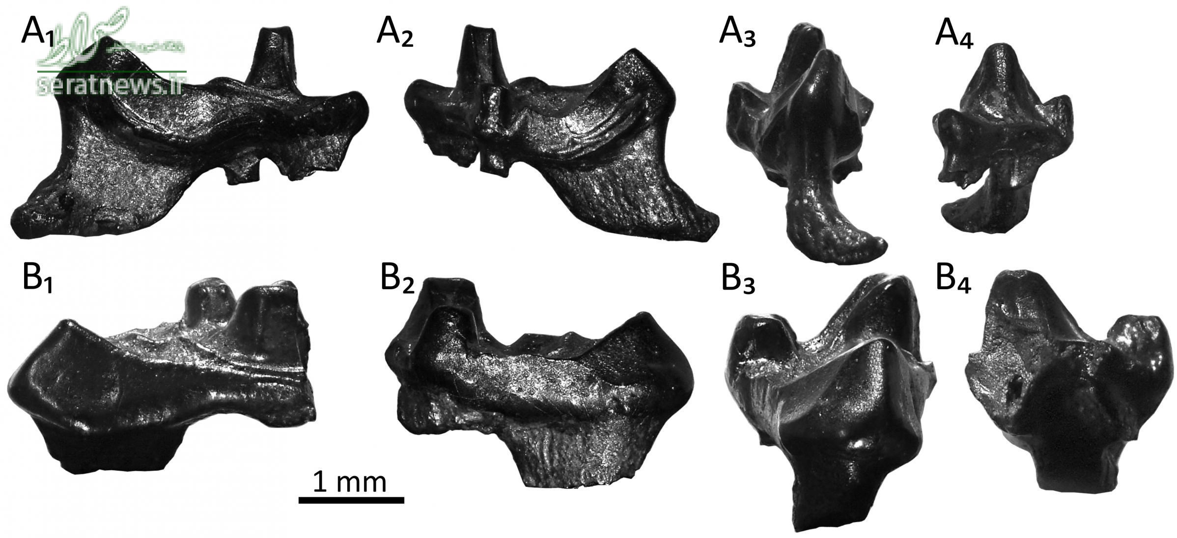 کشف دندان‌های قدیمی‌ترین اجداد انسان توسط یک دانش‌آموز+عکس