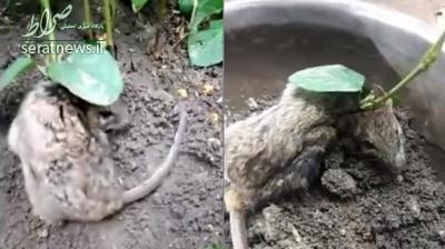 گیاهی که روی گردن موش بیچاره ریشه کرد! +عکس