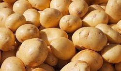 سود ۱۰ هزار تومانی خارجی ها از هر کیلو سیب‌زمینی ایرانی!