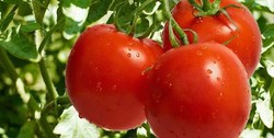 کشف 37 تن گوجه قاچاق در گمرک