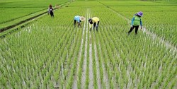 ممنوعیت کشت برنج خارج از استان‌های گیلان و مازندران