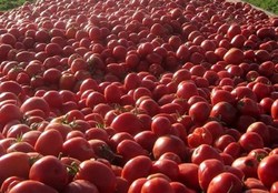 گرانی گوجه ادامه‌دار شد + لیست نرخ انواع میوه