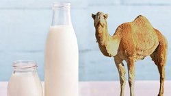 تولید شیرخشک شتر برای اولین بار در خراسان جنوبی