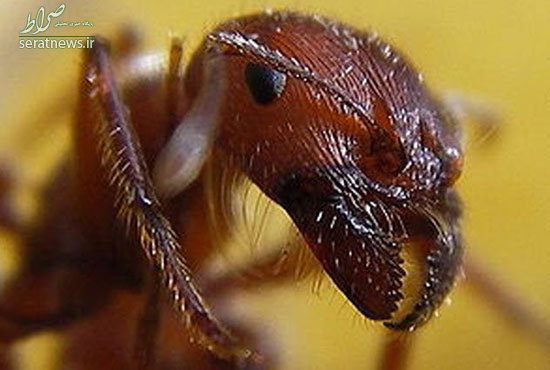 وحشتناکترین و مرگبارترین حشرات جهان را بشناسید! + تصاویر